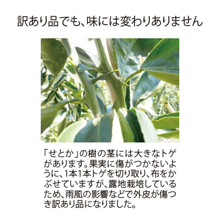 訳あり露地せとか（大箱）　２０年０３月上旬頃‐２０年０３月下旬頃お届け