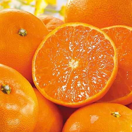 訳あり露地せとか（大箱）　２０年０３月上旬頃‐２０年０３月下旬頃お届け