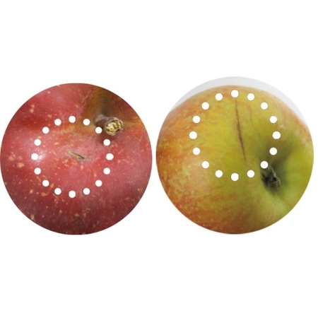 訳あり信州りんご１０キロ　１２月上旬頃―１２月下旬頃お届け