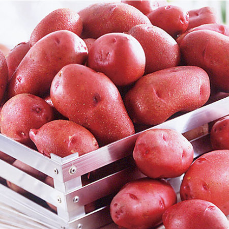 北海道の紅じゃが芋（レッドムーン）　１０月中旬頃ー１２月上旬頃お届け