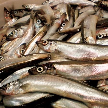 子持ち樺太（からふと）ししゃも５０尾