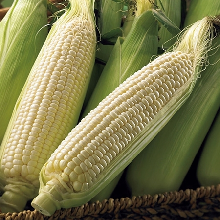 雪の妖精　８月中旬頃―９月上旬頃