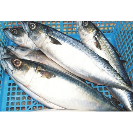 【会員様限定約１６％オフ　ＳＡＬＥ！】遠赤外線で焼き上げた国産真さばの塩焼き