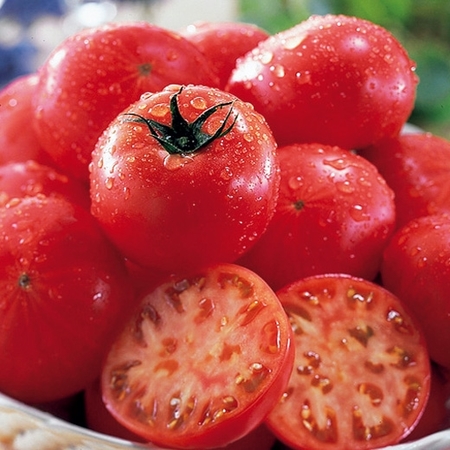 北海道のはるかセブントマト　７月中旬頃―８月中旬頃