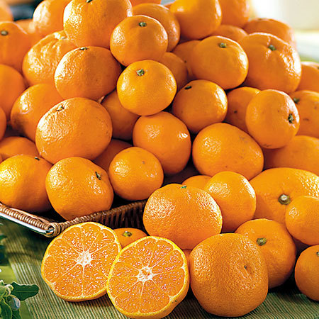 ≪早期割引☆216円引き≫ご家庭用モグラのみかん9キロ 11月中旬