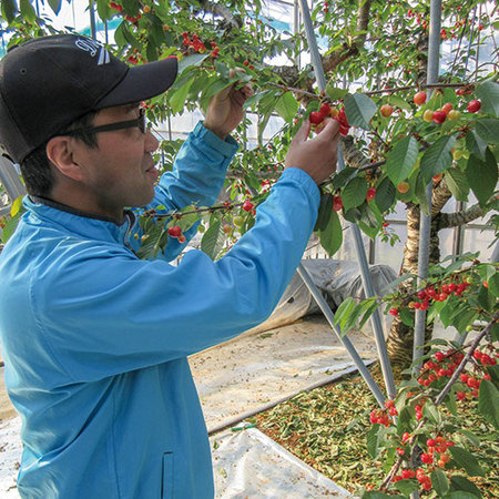 ★山形のお徳用さくらんぼ佐藤錦１．２ｋｇ