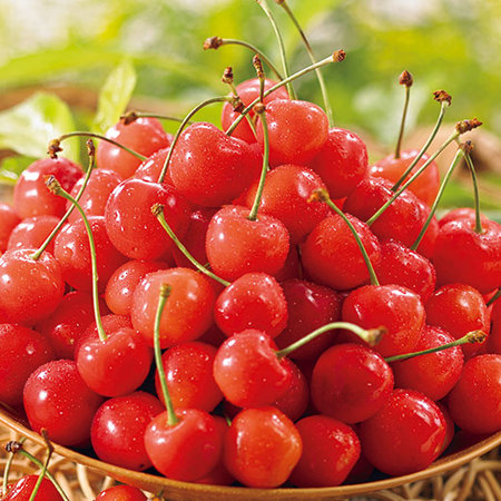 ★山形のお徳用さくらんぼ佐藤錦１．２ｋｇ