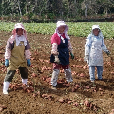 レンジで簡単！長期熟成訳あり安納いもの焼き芋