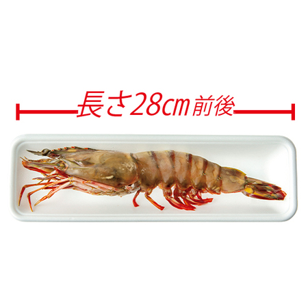 特大天然えび（有頭シータイガー）