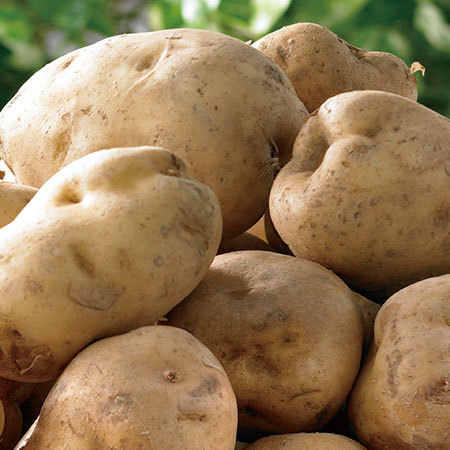 三方原馬鈴薯（大箱）　５月下旬頃―７月上旬頃