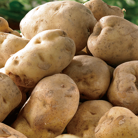 三方原馬鈴薯　５月下旬頃―７月上旬頃