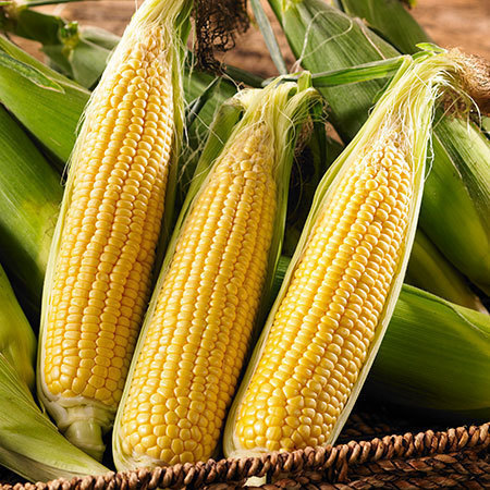 十勝のゴールドラッシュ　８月上旬頃―８月下旬頃お届け