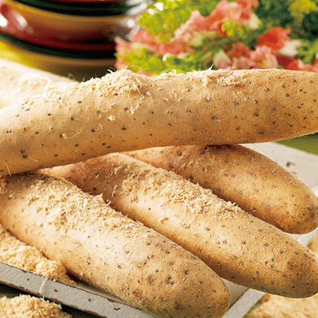 越冬貯蔵の砂丘長いも３キロ　１月中旬頃―３月下旬頃