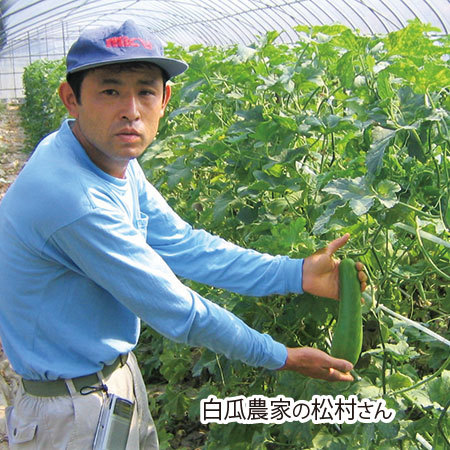 国産白瓜のあっさり粕漬６袋