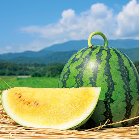 奥山さん達の金色羅皇スイカ　７月中旬頃ー８月中旬頃お届け