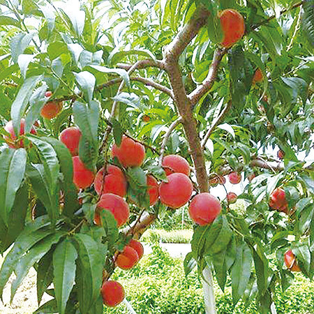 ワッサー　７月中旬頃―８月上旬頃お届け