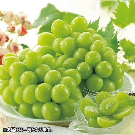 大きなシャインマスカット　１０月上旬頃―１０月下旬頃お届け