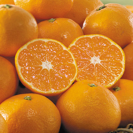 訳あり大玉愛媛みかん９キロ】