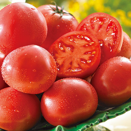 シュガートマト　ビアンコ　２３年２月上旬頃―５月上旬頃お届け