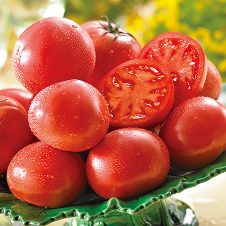 シュガートマト　ビアンコ　２０２６年２月上旬頃ー５月上旬頃お届け