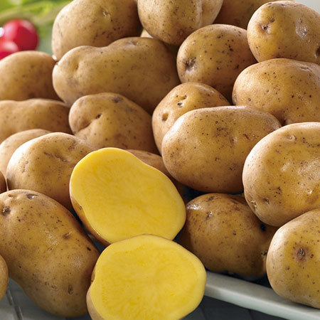 森浦さんのインカのめざめ　１１月中旬頃―１２月下旬頃お届け