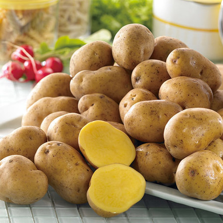 森浦さんたちのインカのめざめ　１１月中旬頃ー１２月下旬頃お届け