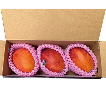 台湾産アップルマンゴー１キロ　２３年６月上旬頃―７月上旬頃お届け