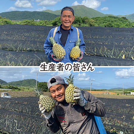 沖縄のちぎれるパイン　４月下旬頃ー６月上旬頃お届け