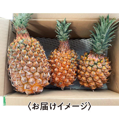 沖縄のちぎれるパイン　２０２６年４月下旬頃ー６月上旬頃お届け