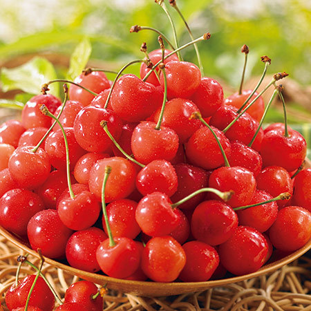 ≪早期割引★２１６円引き≫山形お徳用さくらんぼ佐藤錦６００ｇ　２３年６月中旬頃―７月上旬頃お届け