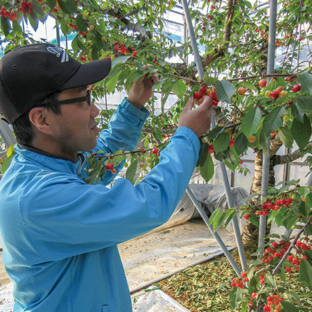 ≪早期割引★２１６円引き≫山形お徳用さくらんぼ佐藤錦１．２ｋｇ　２３年６月中旬頃―７月上旬頃お届け