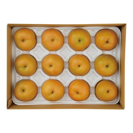 鳥取の新甘泉梨　２３年９月上旬頃―９月下旬頃お届け