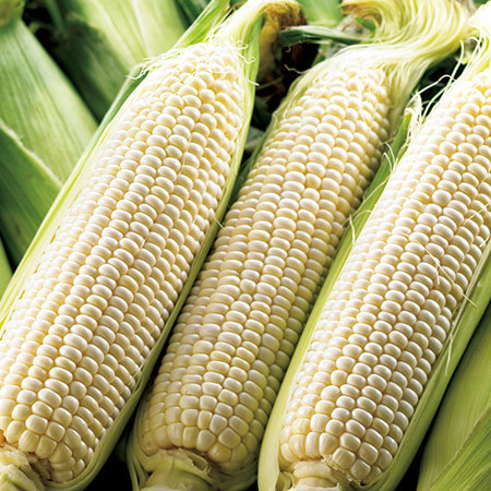 名寄産白いとうもろこし　２３年８月下旬頃―９月上旬頃お届け