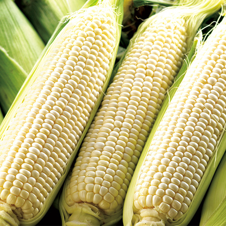 名寄産白いとうもろこし　２０２６年８月上旬頃ー９月上旬頃お届け