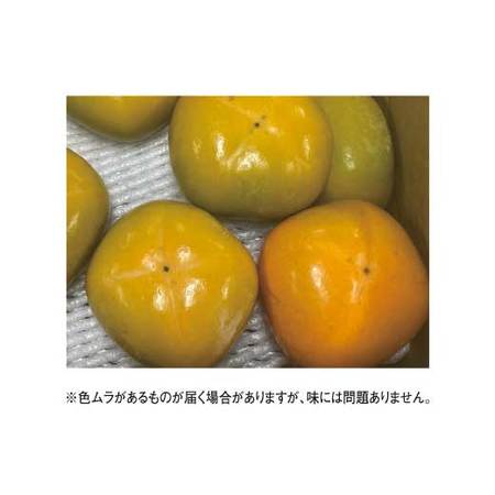 紀北の訳あり種無し柿　１０月上旬頃ー１０月下旬頃お届け