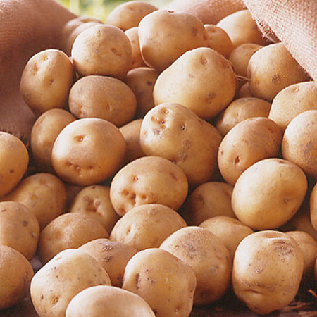 北海こがね　２０２６年１月中旬頃ー３月下旬頃お届け