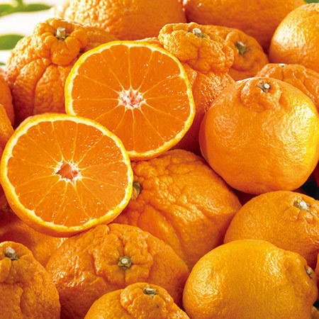 ご家庭用不知火４．５キロ　２３年１月下旬頃―３月中旬頃お届け