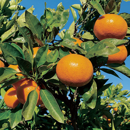 天与の味覚　訳ありみかん　２０２６年１月中旬頃ー２月中旬頃お届け