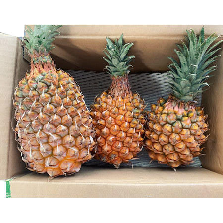 沖縄のちぎれるパイン（２箱）２３年４月下旬頃―６月上旬頃お届け