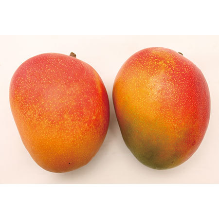 ★大きなヴィーナスマンゴー１キロ