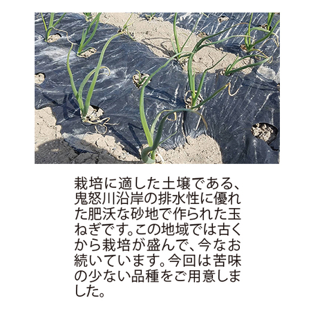 鬼怒川沿岸育ちの砂地玉ねぎ　６月中旬頃―７月上旬頃お届け
