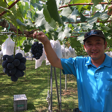 伊藤さんのナガノパープル　８月中旬頃―９月中旬頃お届け