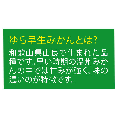 紀南のみかん「天」（ゆら早生）１０月上旬頃―１１月上旬頃お届け