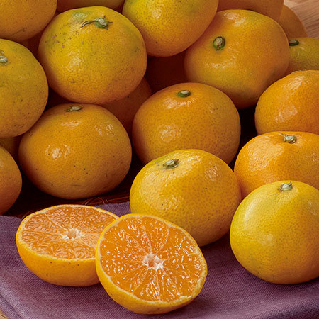 紀南のみかん「天」（ゆら早生）１０月上旬頃―１１月上旬頃お届け