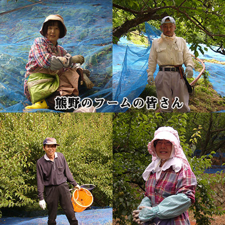 ≪早期割引★２１６円引き≫紀州産しそ漬け梅干し１キロ　１０月上旬より順次お届け