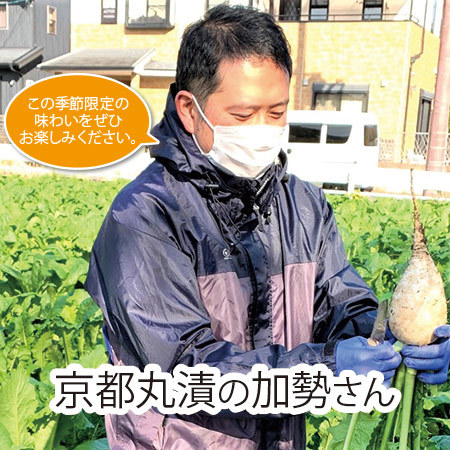 京都丸漬　すぐき漬　２３年１月中旬より順次発送