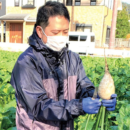 京都丸漬　すぐき漬　２０２４年１月中旬より順次発送