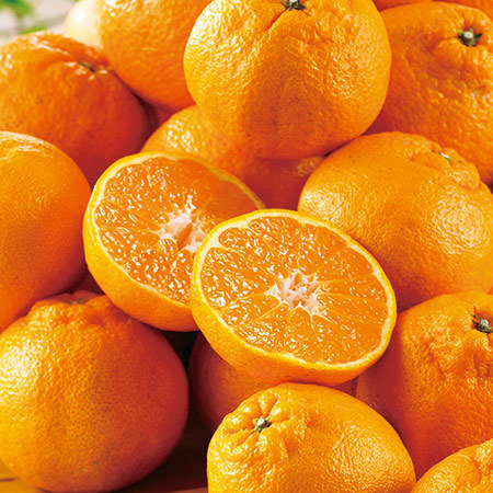 佐田岬の訳あり完熟不知火　２０２６年２月下旬頃ー４月中旬頃お届け