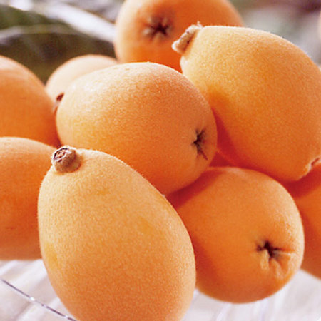 四国の茂木びわ　６月上旬頃―６月下旬頃お届け