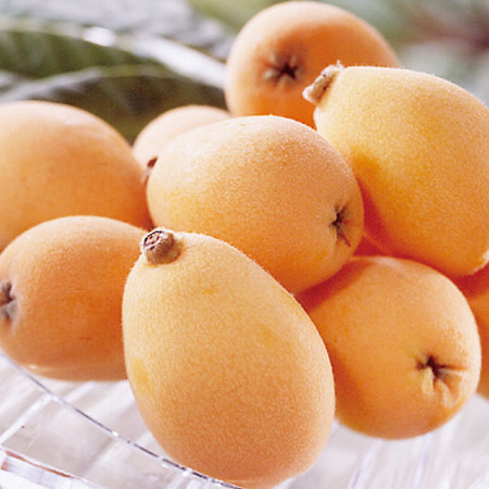 四国の茂木びわ　２０２６年５月下旬頃ー６月中旬頃お届け